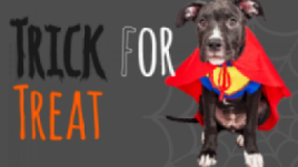 healthy paws trick or treat