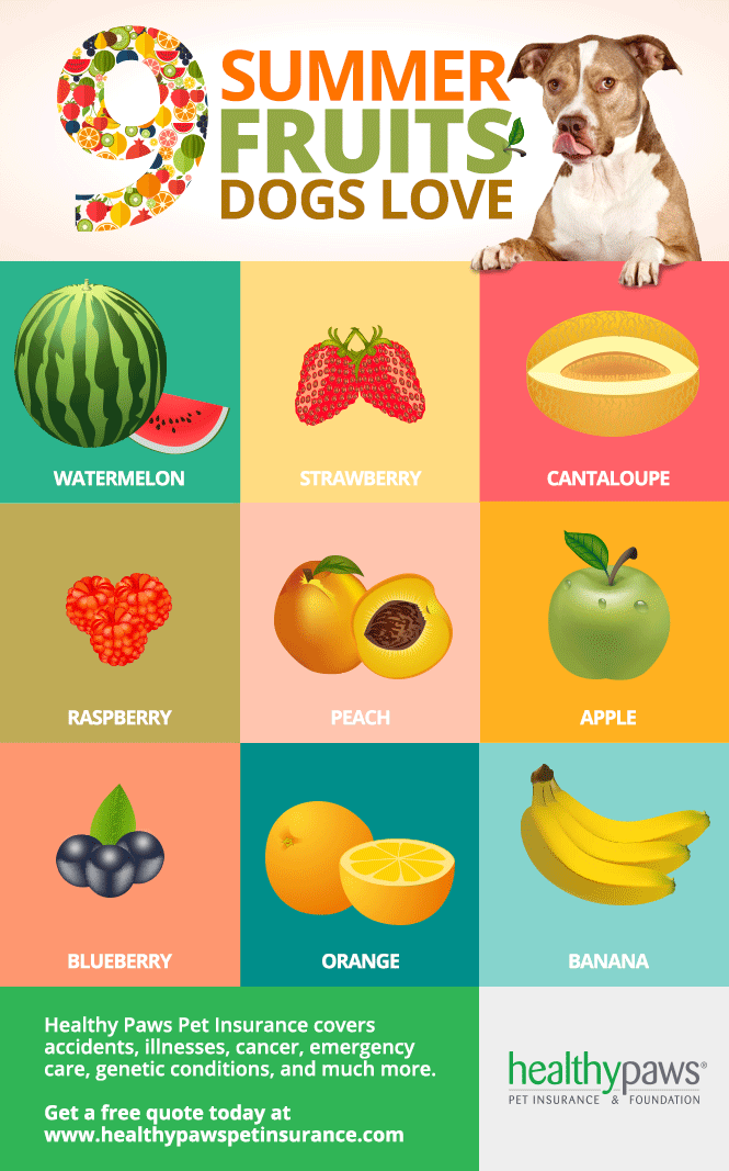 Nine Summer Fruits Dogs Love And Whether They Are Safe Healthy Paws