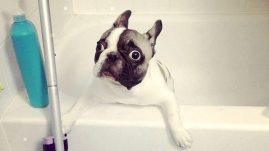 dog bath funny