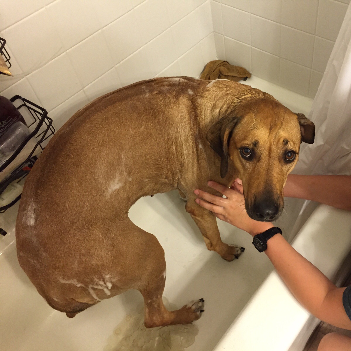 10 Dogs Who Felt Betrayed At Bath Time, Why Does My Dog Randomly Get In The Bathtub