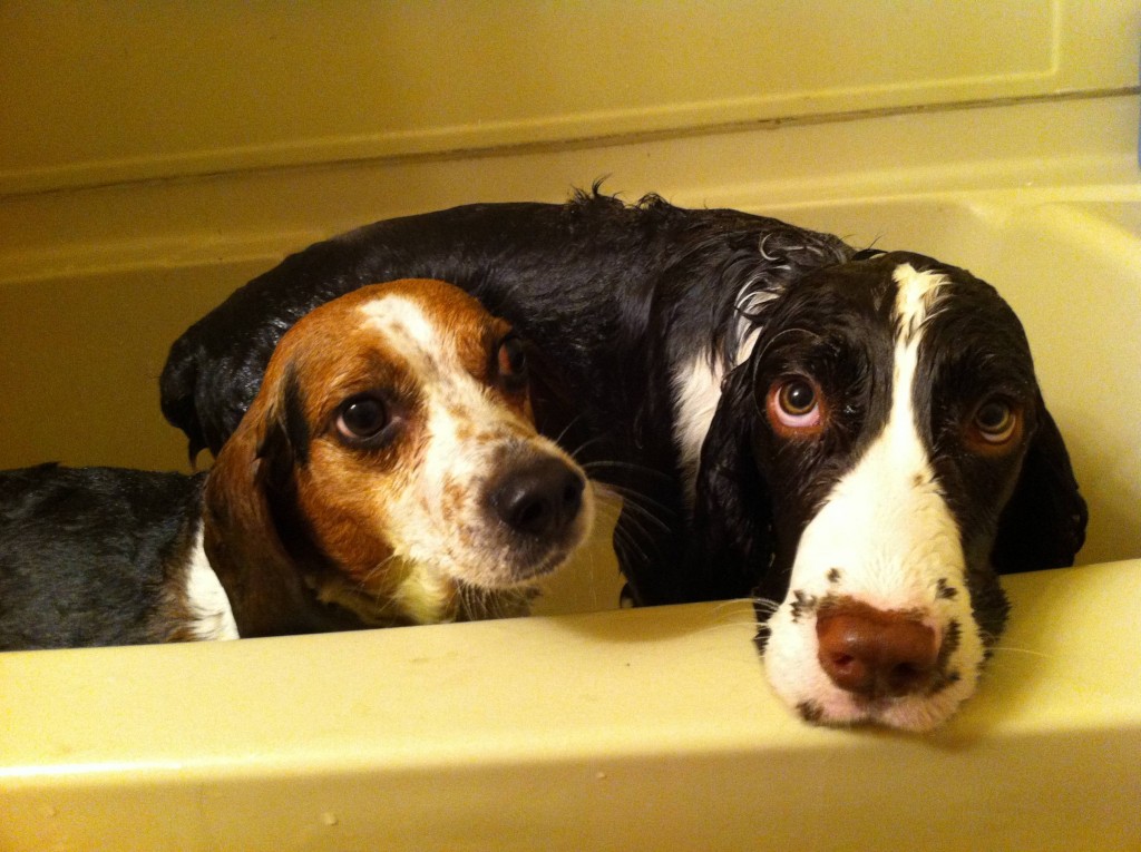 dog bath funny