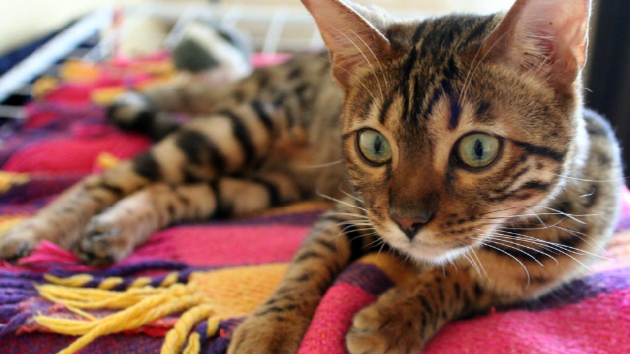 The Bengal Cat Has Not So Distant Wild Relatives Healthy Paws Pet Insurance