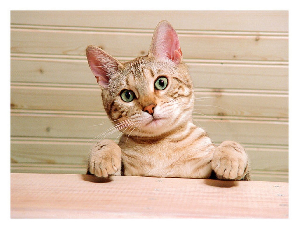 A cute bengal cat