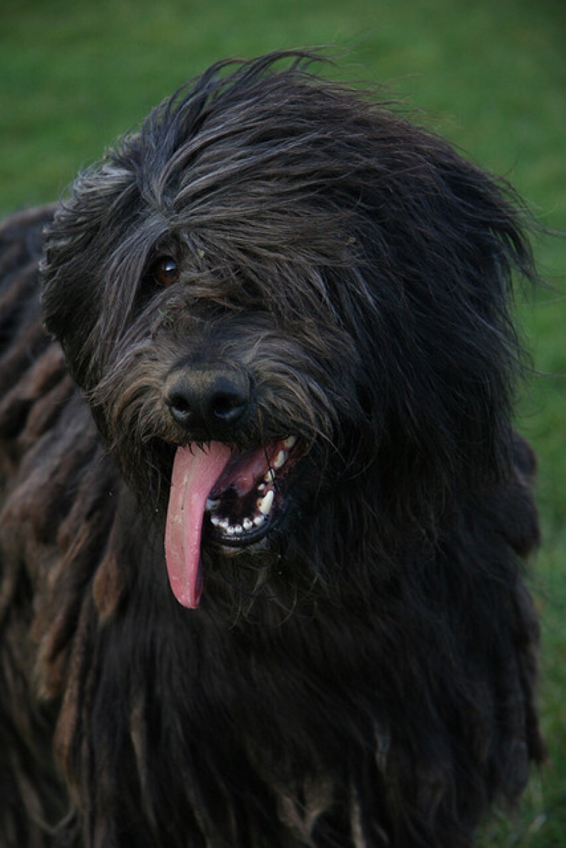 Bergamasco dog breeds