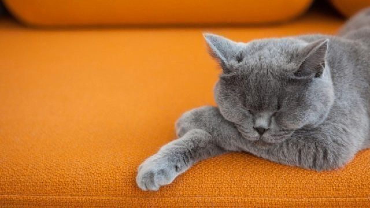 Cat Sleeping on Couch