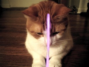 cat glow stick