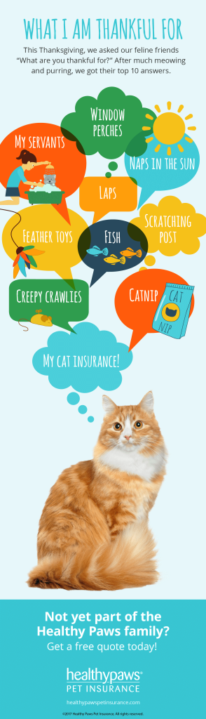 Infographic about what cats are thankful for