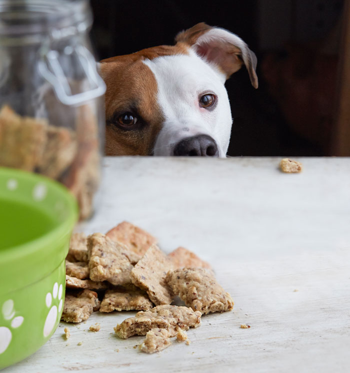 dog cookie recipes
