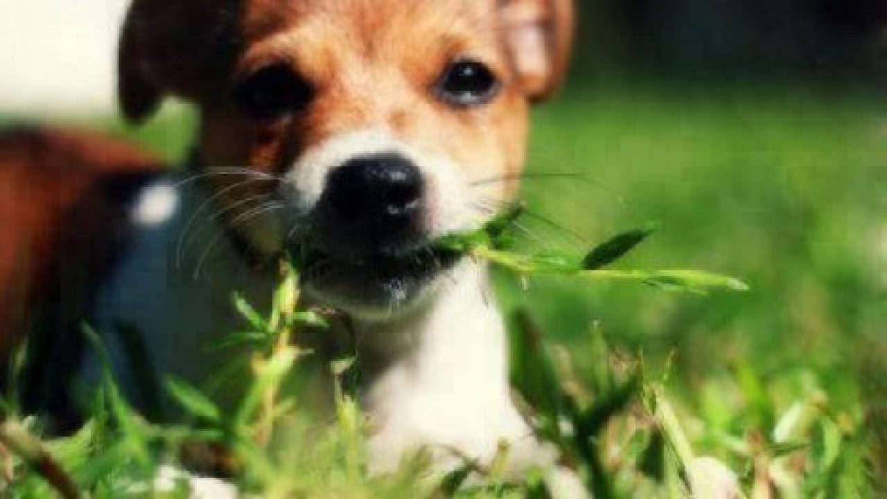 Can Dogs Eat Grass? | Healthy Paws Pet Insurance
