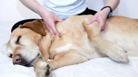 dog chiropractor massage