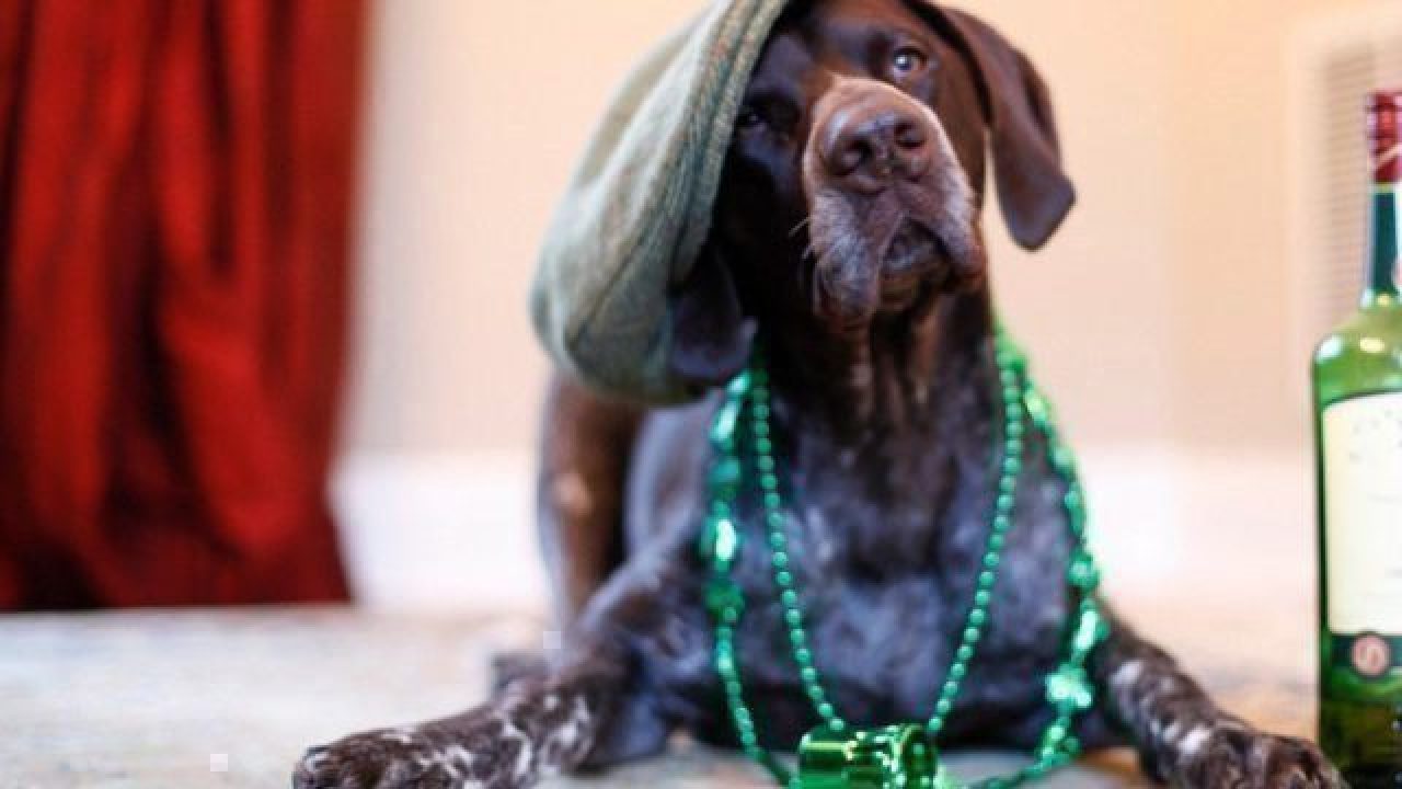 dog St Patrick's Day