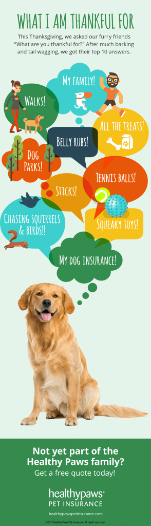 Infographic about what dogs are thankful for