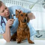 Ear-Infections-In-Dogs