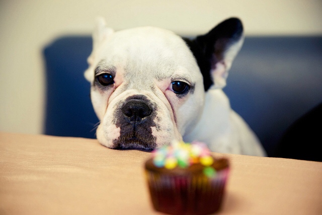 french bulldog looking at a cupcake