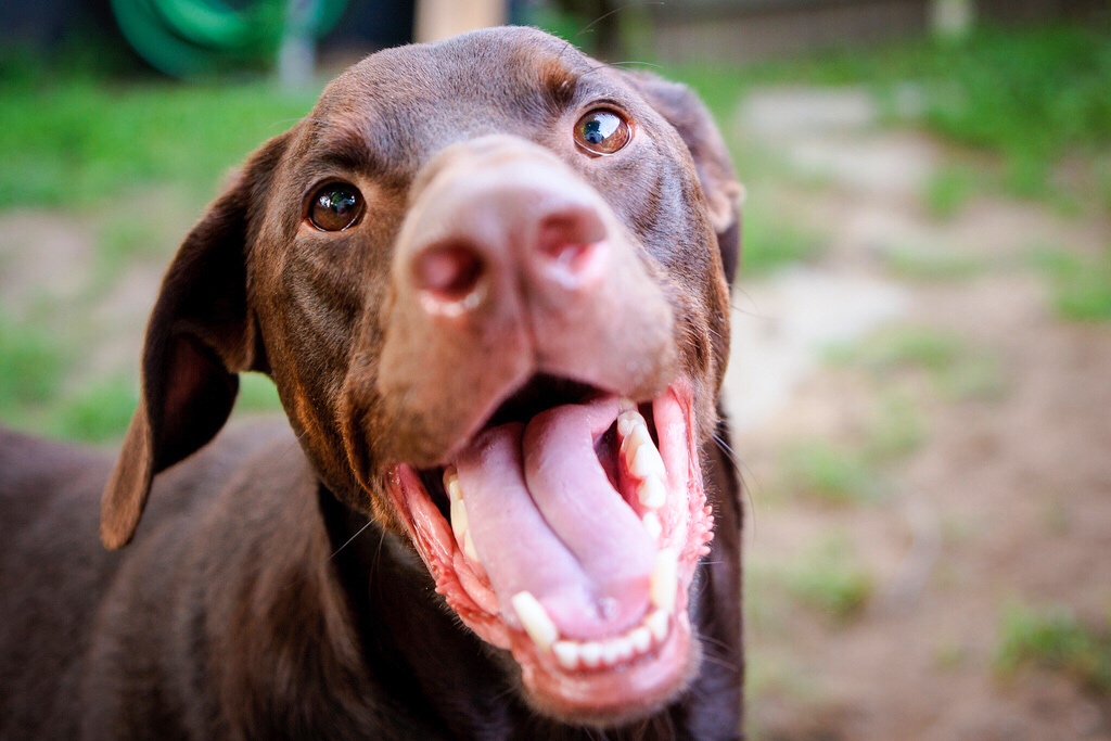 Happy brown Labrador