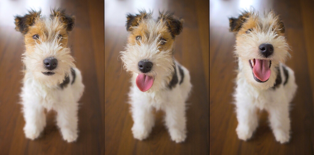 Happy dog triptych