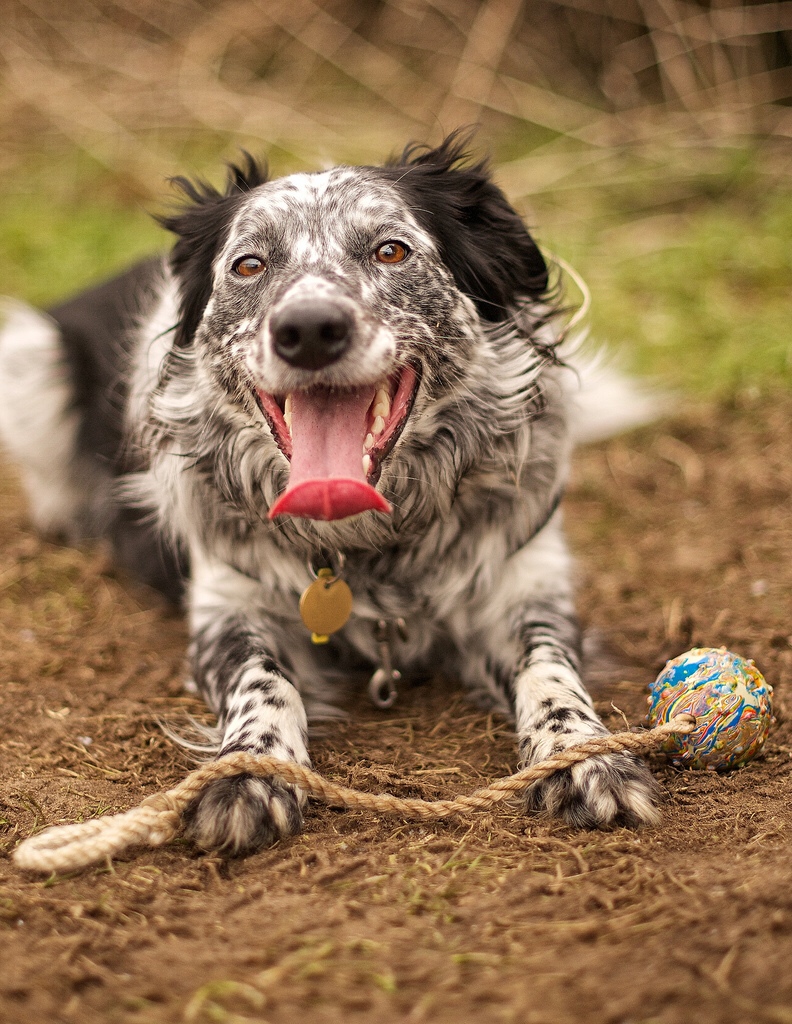 Happy dog with toy