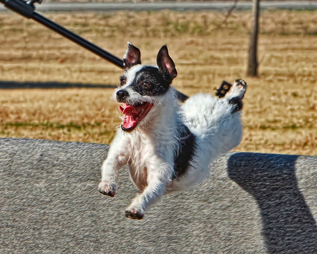 Happy jumping terrier