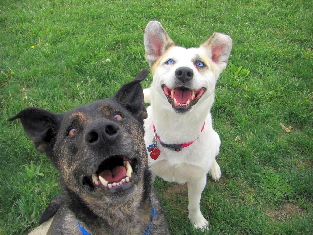 Happy mutt dogs