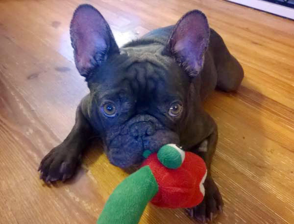 French Bulldog with his toy 