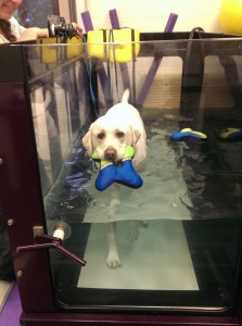 Torn ACL In Dogs-Water Therapy