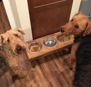 Two terriers with fresh dog food