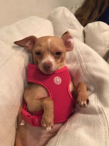 Chihuahua in a vest