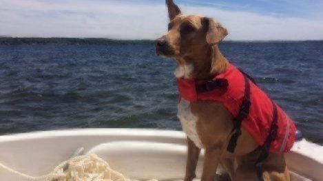 dog sailing