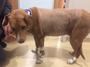 brown dog with bandage on leg