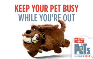Keep-Your-Pet-Busy-While-You-are-Out