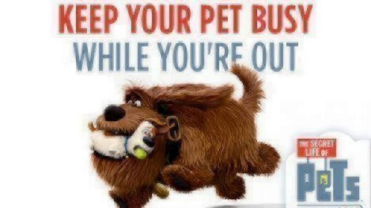 Keep-Your-Pet-Busy-While-You-are-Out