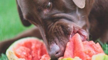 dog fruit eating food treats
