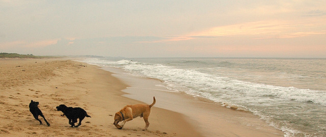 Montauk dog friendly beaches