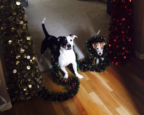 Two dogs with Christmas trimmings