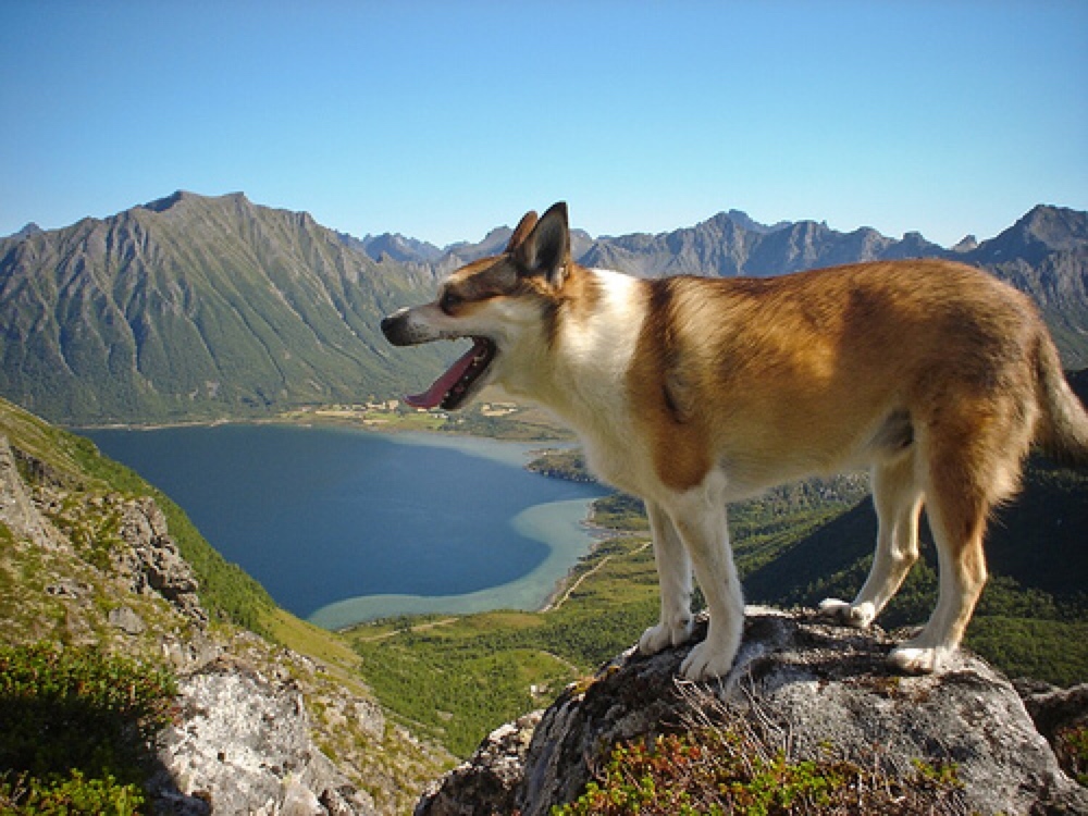 Norwegian Lundehund dog breeds