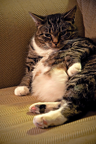 obese cat