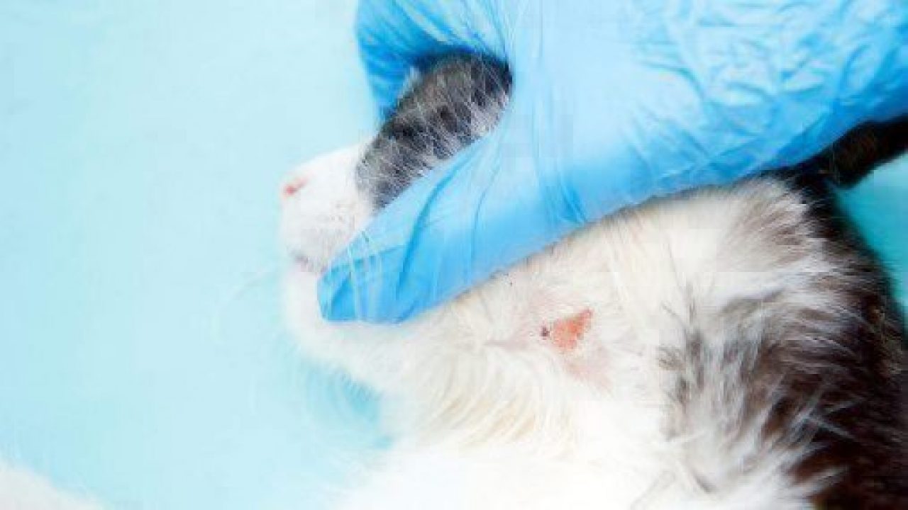 Treating Ringworm in Your Home Healthy Paws