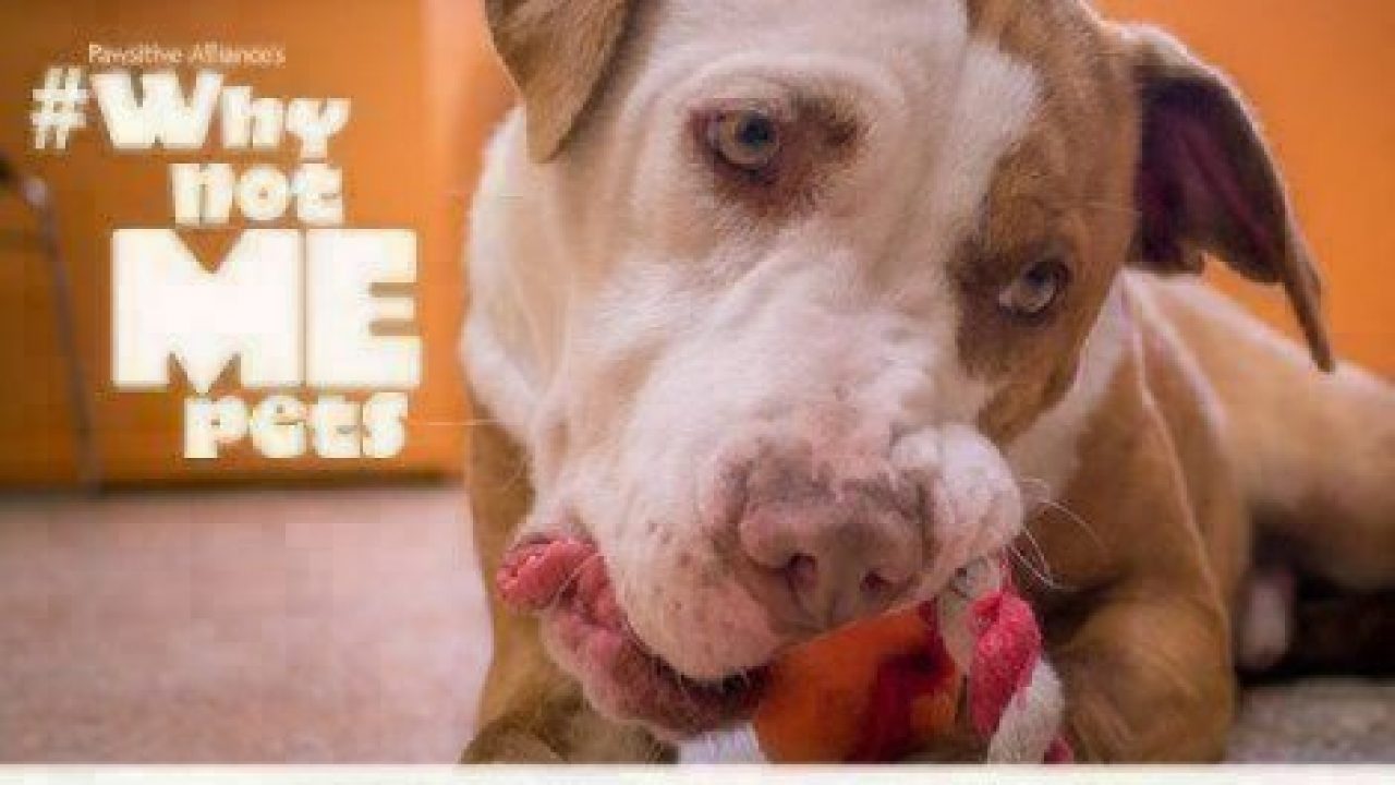 53 HQ Photos Paws For Pets Adoption - Paws Will Be Starting Virtual Pet Adoptions Monday Local News Northwestgeorgianews Com