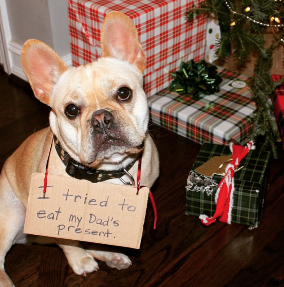 dog shaming Christmas