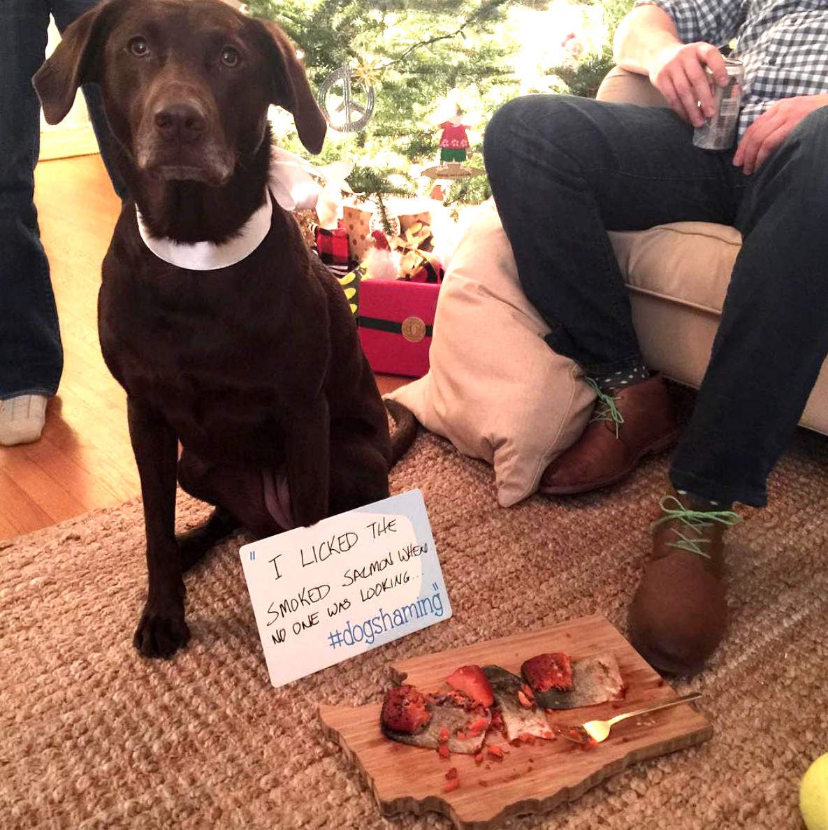 dog shaming Christmas