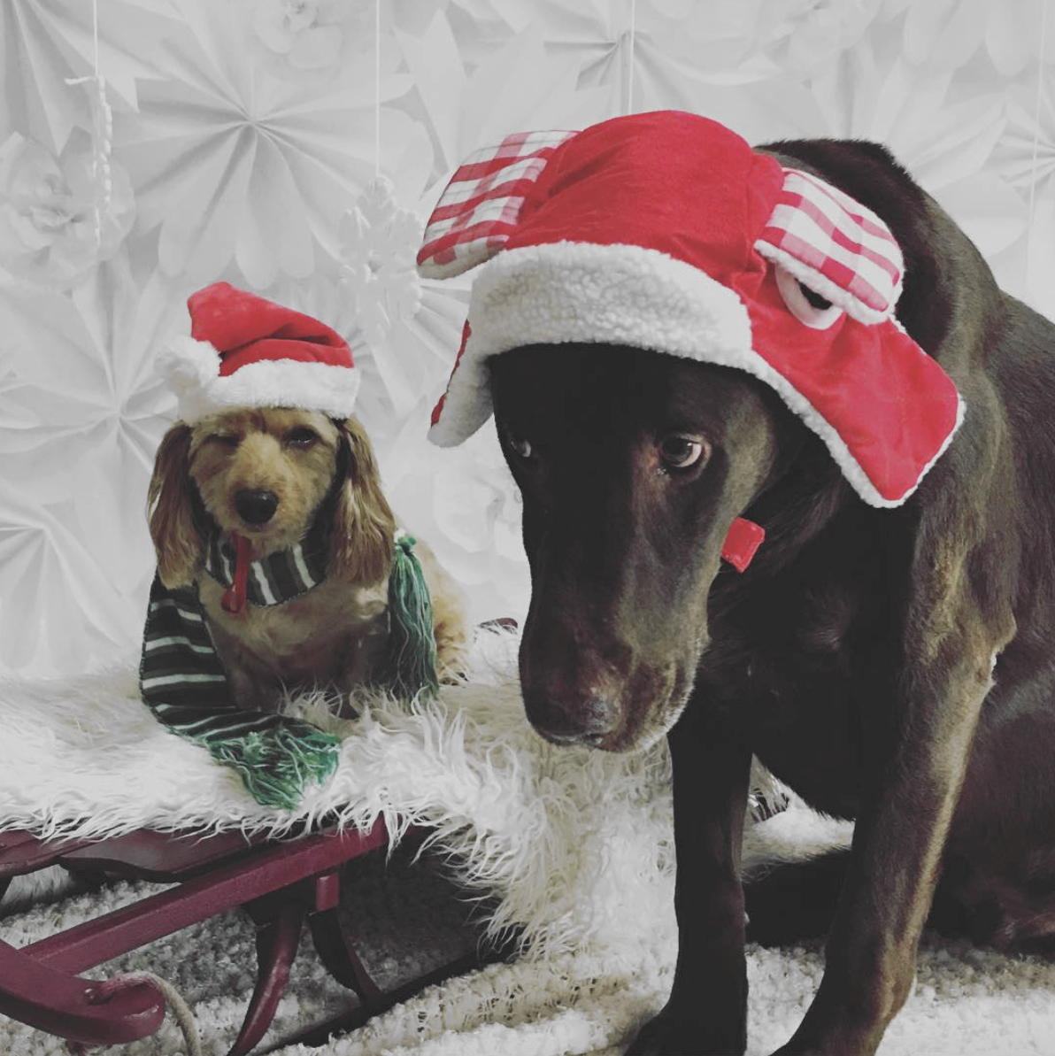 dog Christmas fails