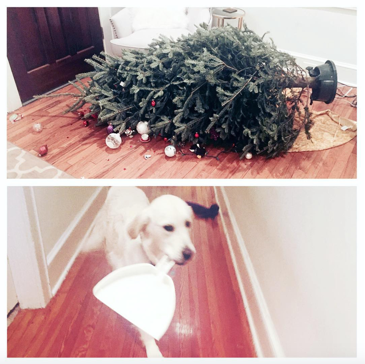 dog Christmas tree