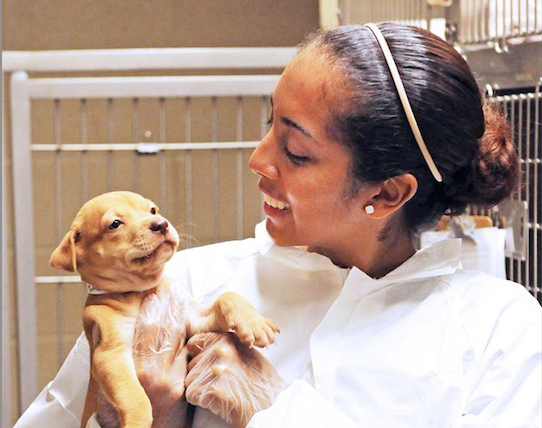 veterinarian woman holding puppy