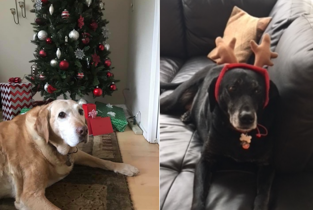 Two labradors with Christmas decorations