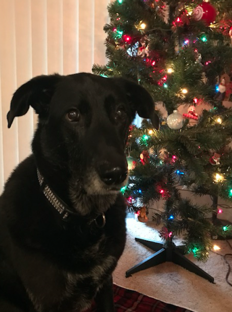Black dog next to Christmas tree 