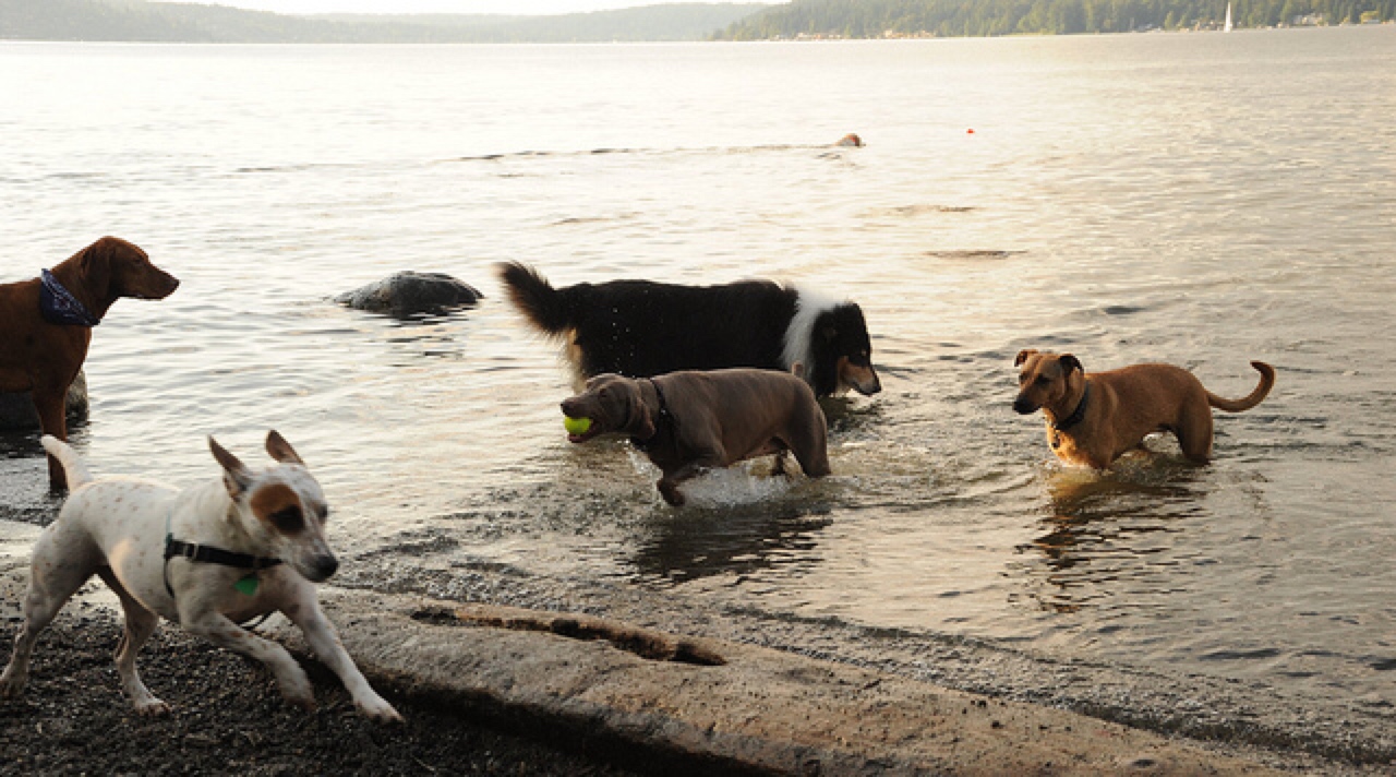 dog friendly beaches Seattle