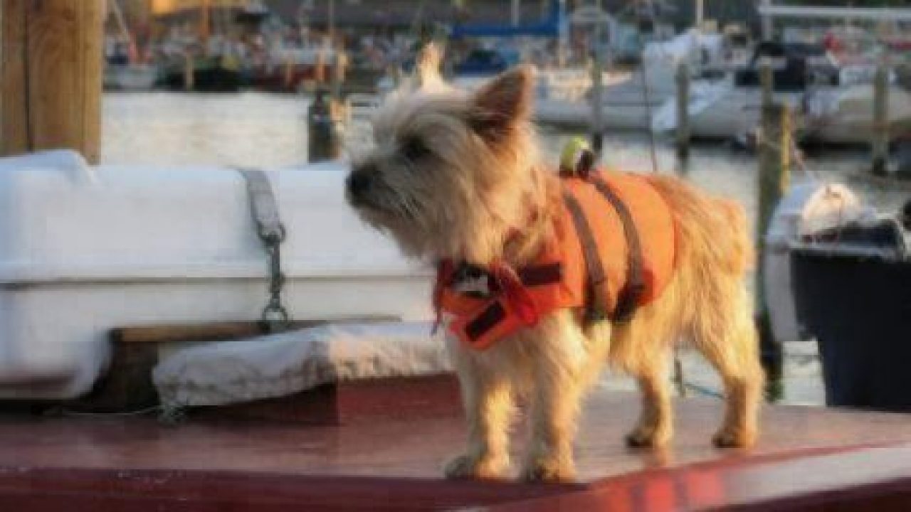 dog safety boating