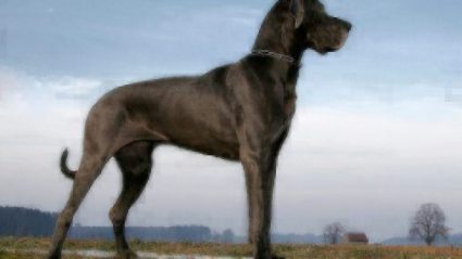 Large-Dog-Breeds