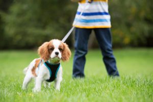 focus exercises for dogs