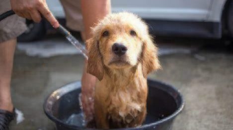 golden retriever puppy in bath